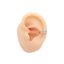 Miss Fake Conch